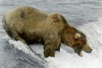 Brown Bear at Katmai National Park, Alaska