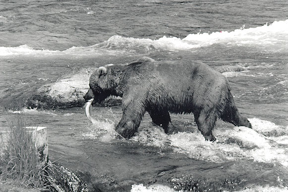 Brown Bear at Katmai National Park, Alaska - June, 1999