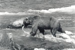 Brown Bear at Katmai National Park, Alaska