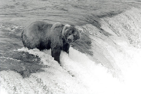 Brown Bear at Katmai National Park, Alaska - June, 1999