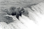 Brown Bear at Katmai National Park, Alaska