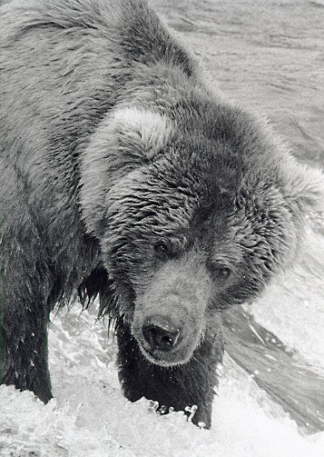 Brown Bear at Katmai National Park, Alaska - June, 1999