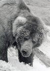Brown Bear at Katmai National Park, Alaska
