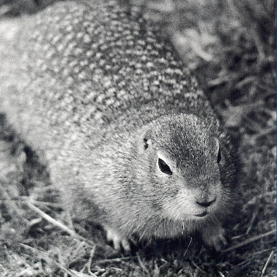 'Earl' at Katmai National Park, Alaska - June, 1999