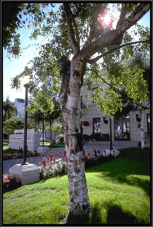 Birch Tree on 4th Avenue - September 1996