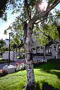 Birch Tree on 4th Avenue - September 1996