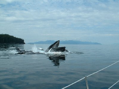 Whale Watching Fun!