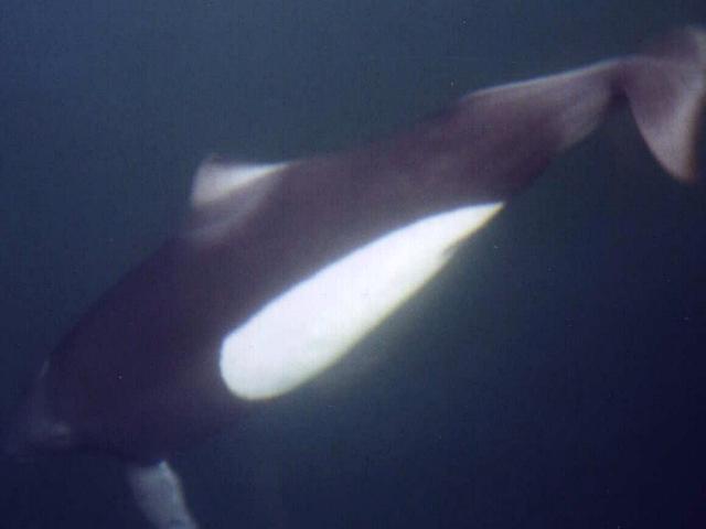 porpoise2b.JPG (17064 bytes)