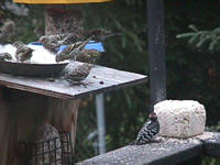 Finch & baby woodpecker