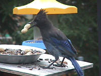 Stellar's Jay