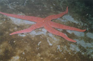 Pacific Comet Star