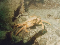 Helmet Crab
