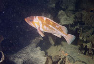 Copper Rock Fish