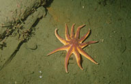 Stimpsons Sea Star