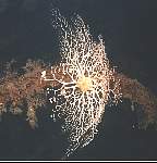 Basket Star