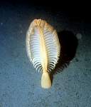 Sea Pen.jpg