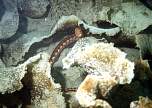 Wolf Eel