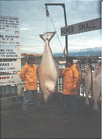 Alaska Sea Katch Charters- Homer Halibut