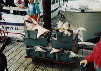 A Nice Day's Catch