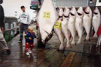 A Nice 'Rack' of Fish