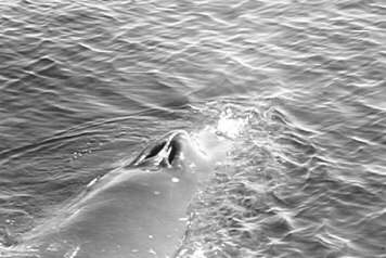 Humpback Whale