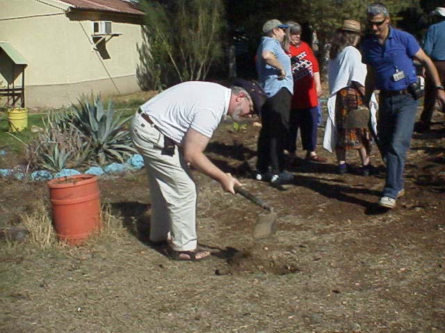 trees.JPG (70053 bytes)