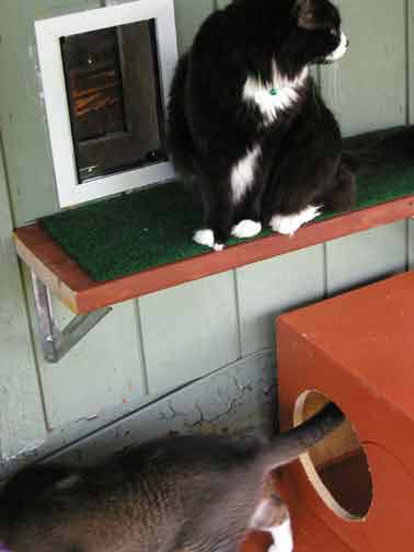 5catsout