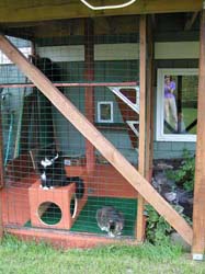 6catcage