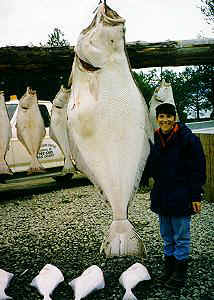 Barn Door Halibut