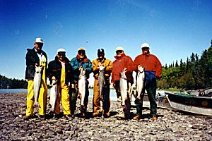 Alaska King Salmon