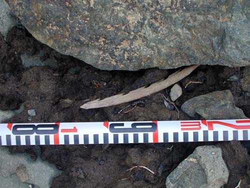 005 Antler point