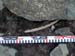 005 Antler point