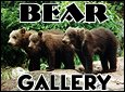 Photos from Bear Viewing & Fishing Trips