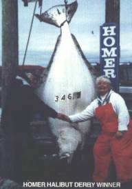 HALIBUT DERBY WINNER-346.9 lbs.