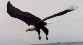 موسوعة صورة ومعلومة Eagle