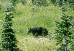 Many black bears live on the Kenai Peninsula!