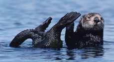 Otter