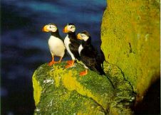 Puffin