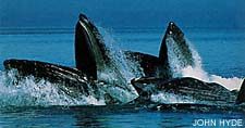 Whale