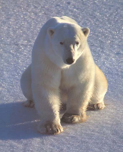 A polar bear