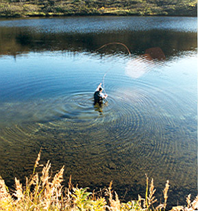 Some of the best salmon and trout fishing available in Alaska!! Fish Alaska with Denali Anglers