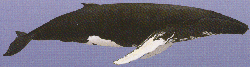 Humpback drawing, click for larger image