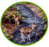 Majestic mountians and wildlife at your doorstep insures for a wonderful Alaskan vacation.