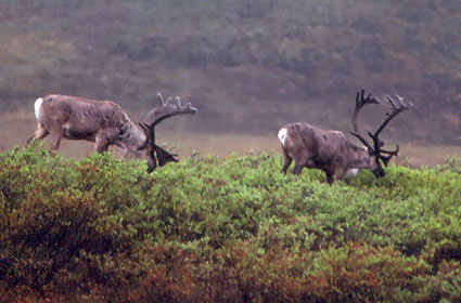 Caribou