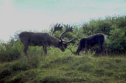 Pair of Caribou
