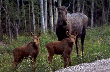 Cow Moose with Calves