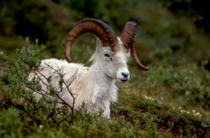 Young Ram