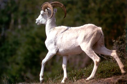 Ram Fleeing
