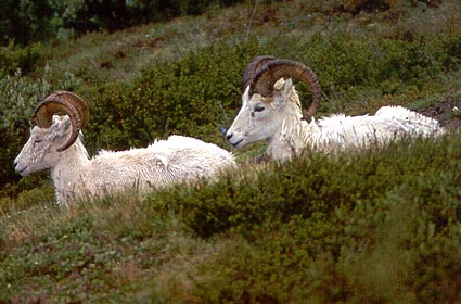 Dall Sheep