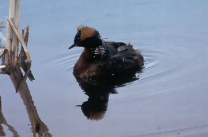 Grebe with Chick